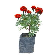 Red Marigold