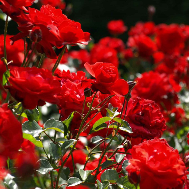 Rose (Kashmiri Gulab)