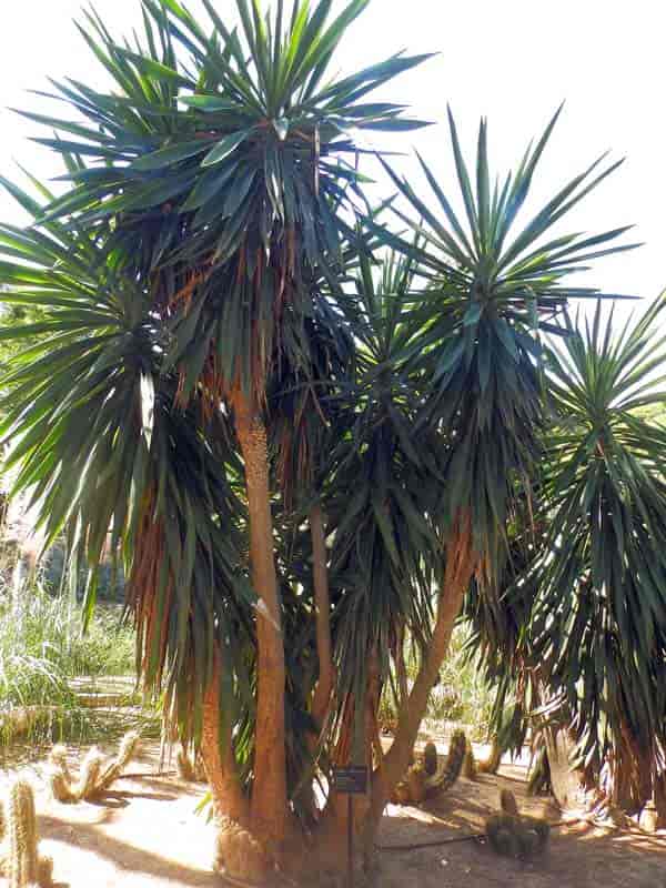 Yucca Palm