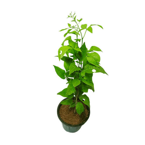Karanja 